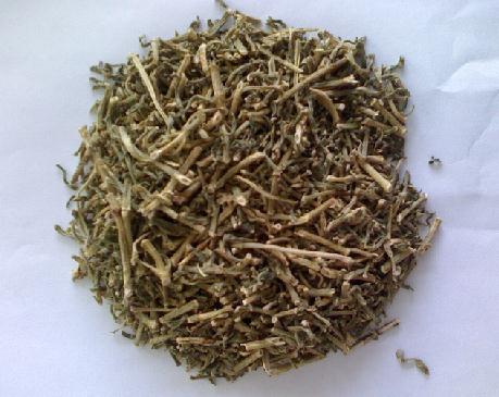 Samphire Dry leaves Crithmum maritimum